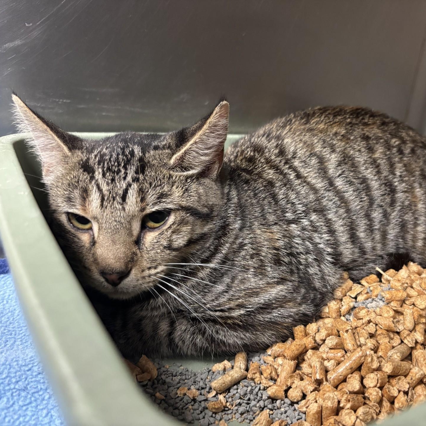 Enlarge Tarte, a Adoptable Domestic Short Hair in Triadelphia, WV image 1/1