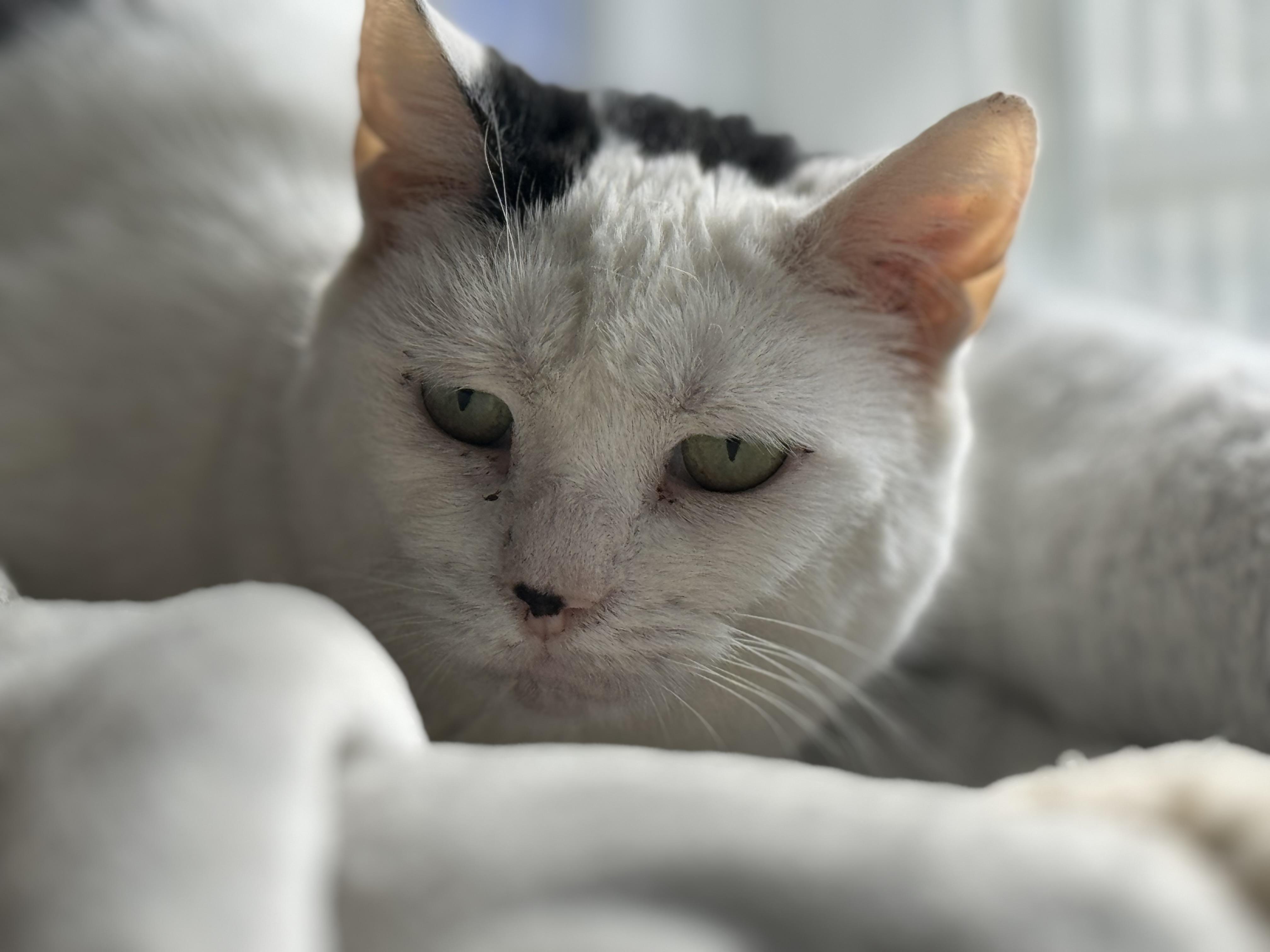 Puddy, Adoptable, Adult Female Domestic Short Hair.