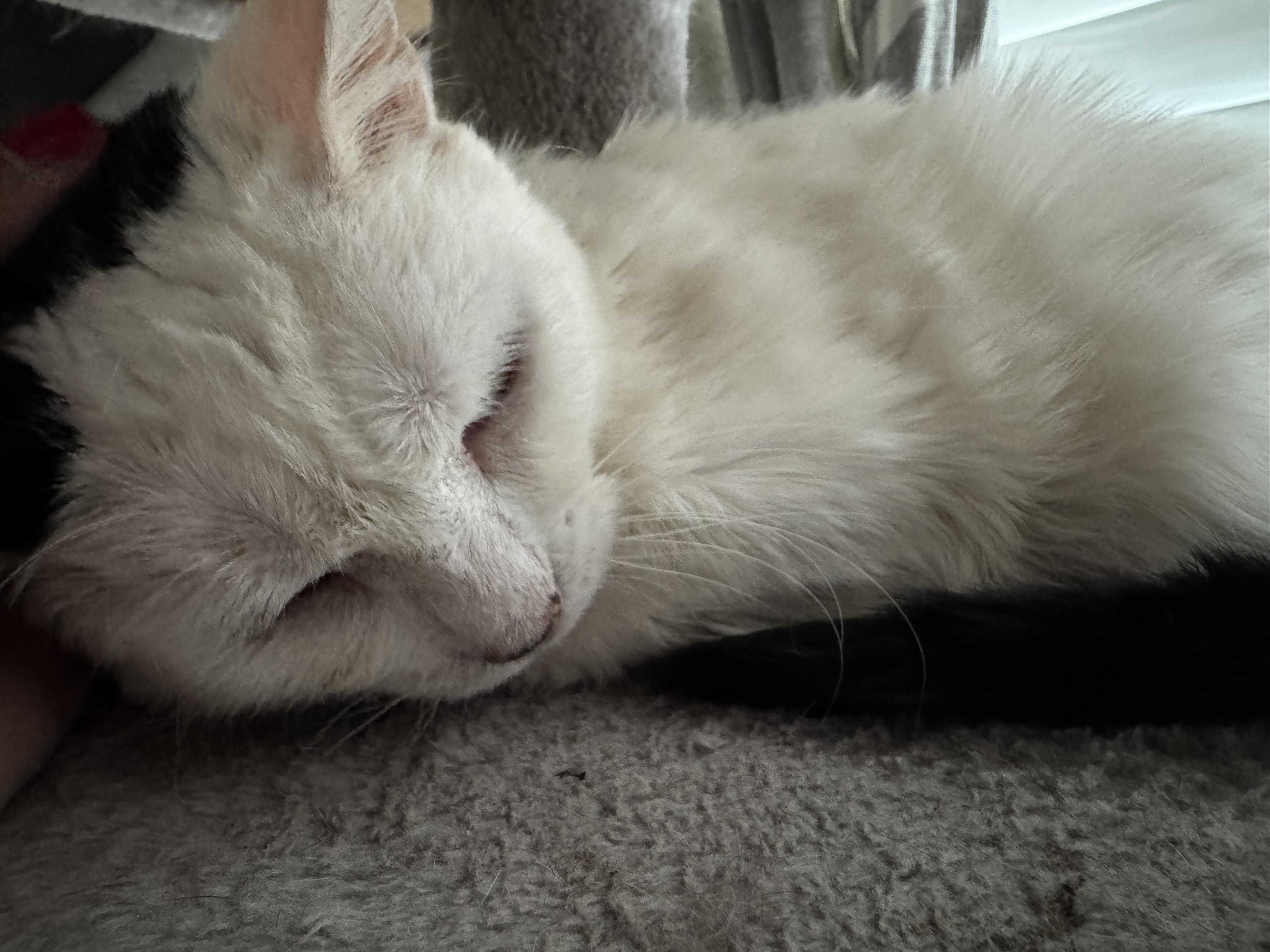 Enlarge Puddy, a Adoptable mixed breed in Baltimore, MD image 2/2