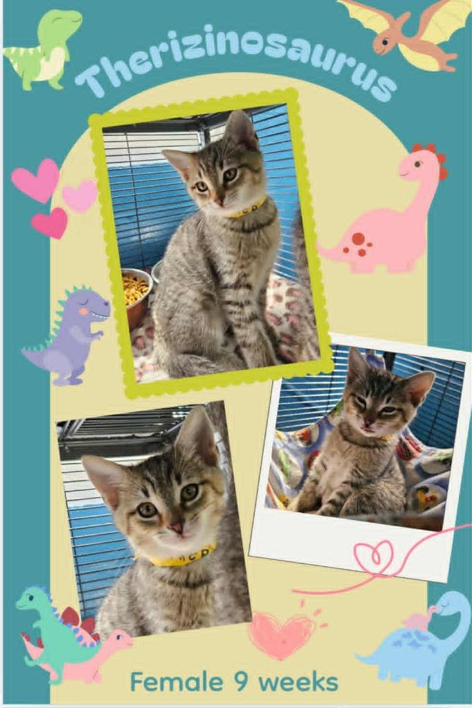 Therizinosaurus, Adoptable, Kitten Female Domestic Short Hair.