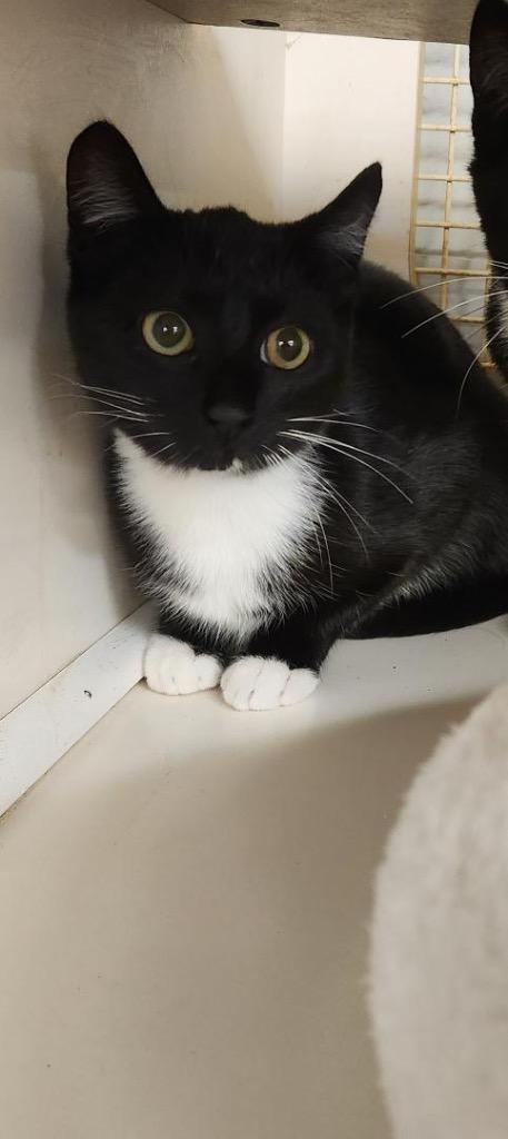 Sei, Adoptable, Young Female Domestic Short Hair.