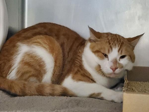 Lemonade, Adoptable, Young Male Domestic Short Hair.