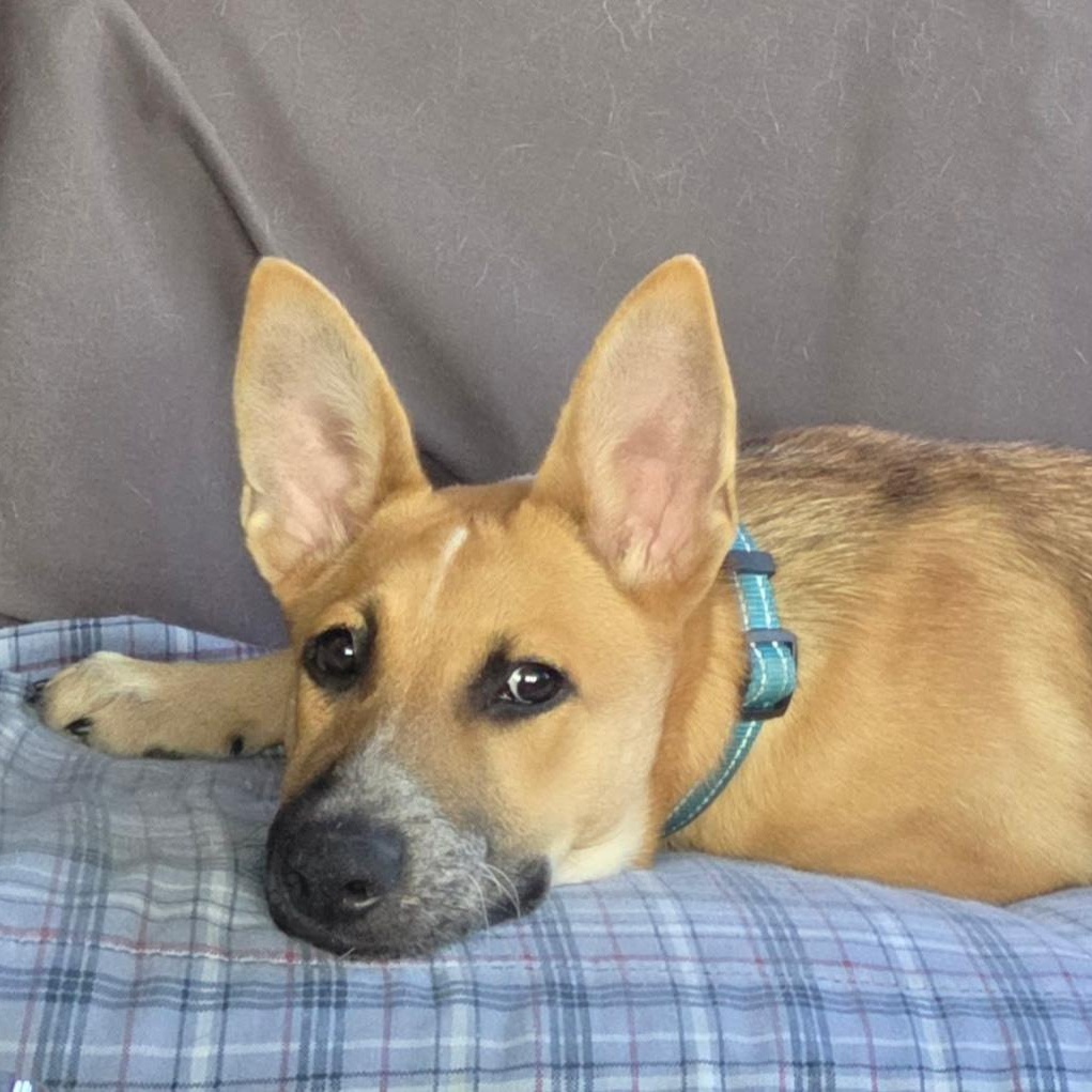 DARLA - Big Ears, Big Heart, Ready to Play, adopted, Young Female Shepherd & Mixed Breed.