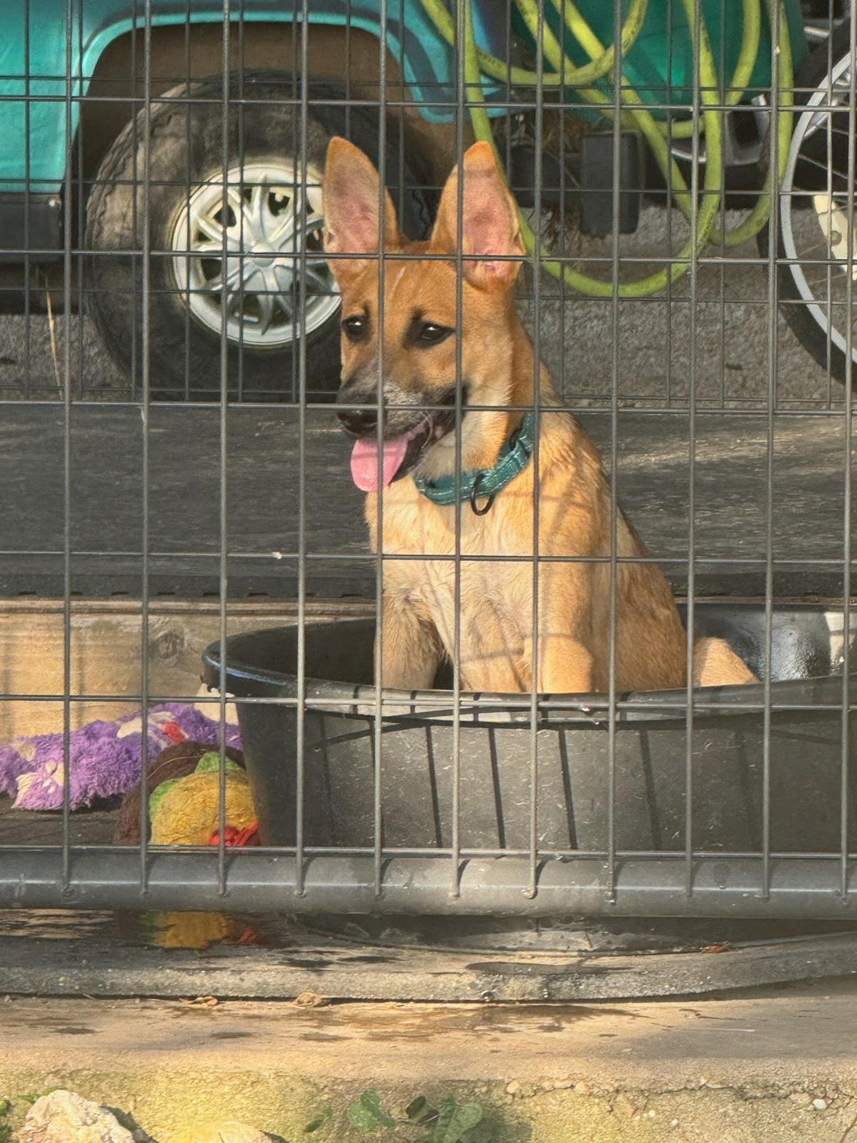 Enlarge DARLA - Big Ears, Big Heart, Ready to Play, an adopted mixed breed in Stephenville, TX image 2/5