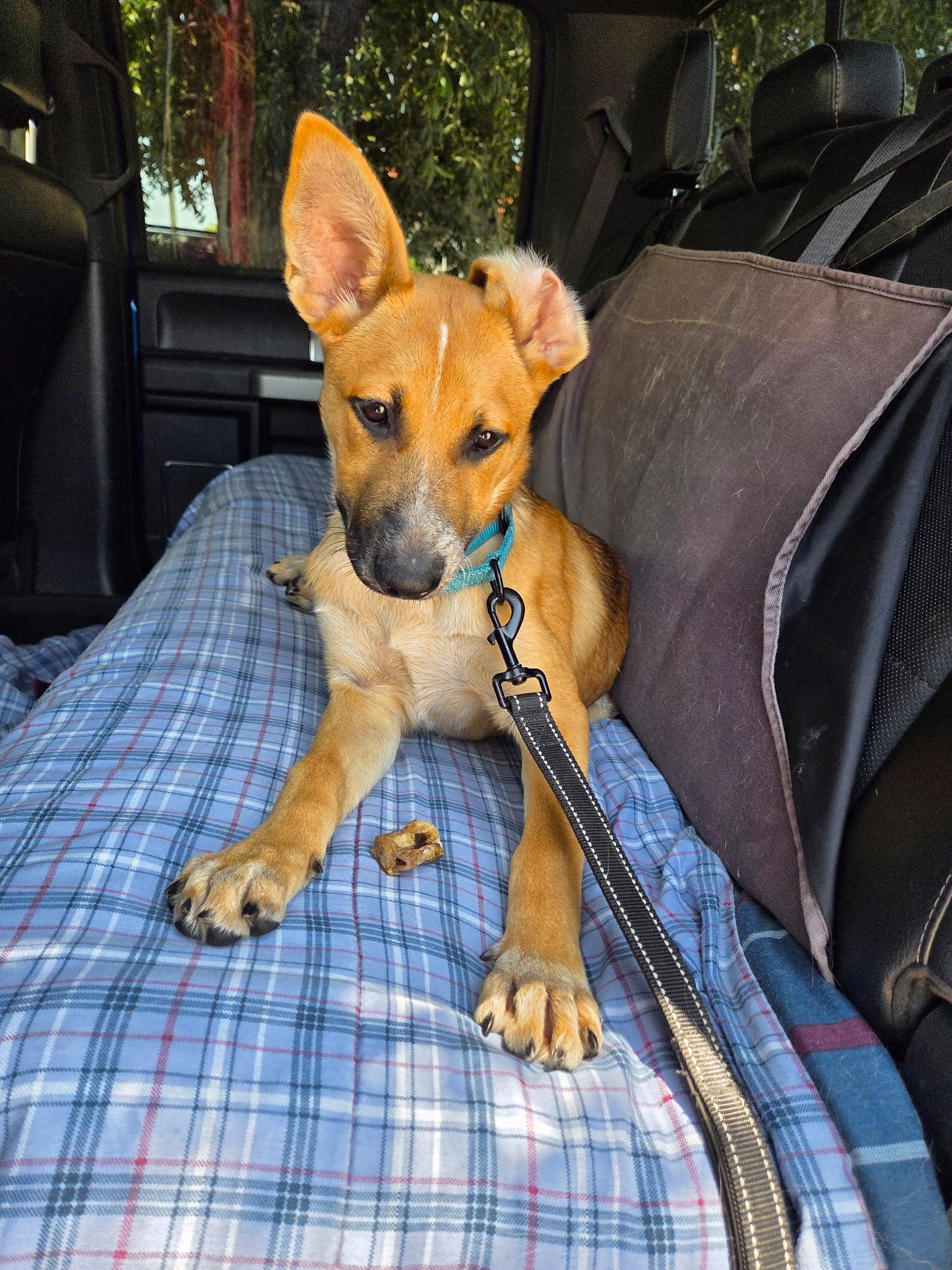 Enlarge DARLA - Big Ears, Big Heart, Ready to Play, an adopted mixed breed in Stephenville, TX image 4/5