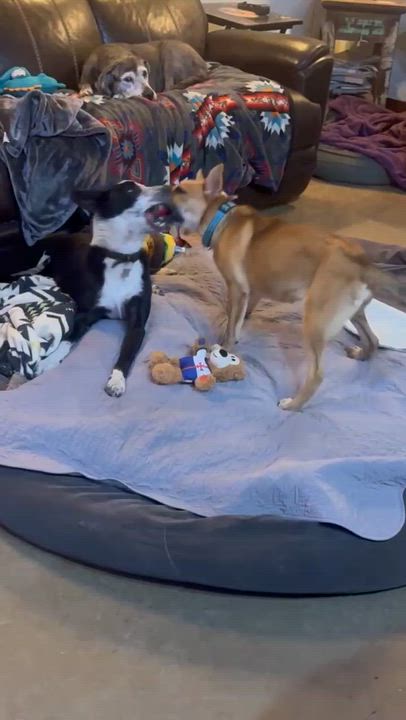 Enlarge DARLA - Big Ears, Big Heart, Ready to Play, an adopted mixed breed in Stephenville, TX video 5/5