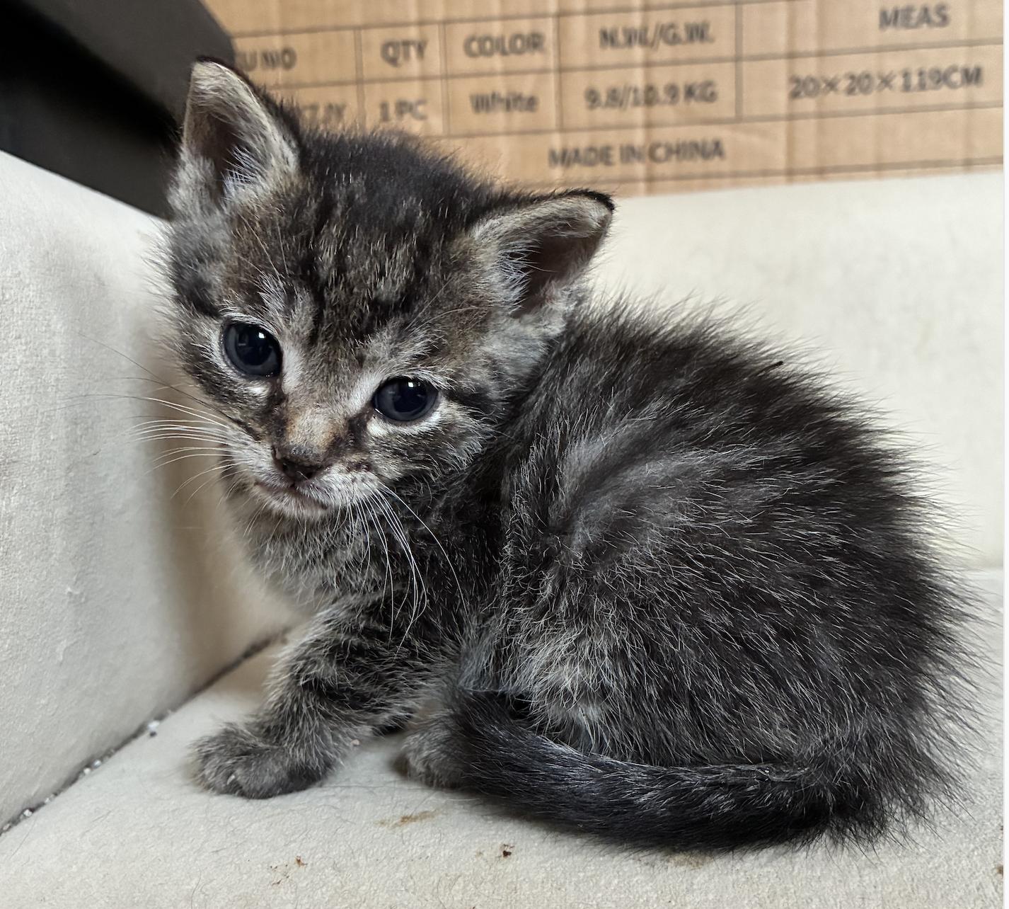 Paola, adopted, Kitten Female Domestic Short Hair.