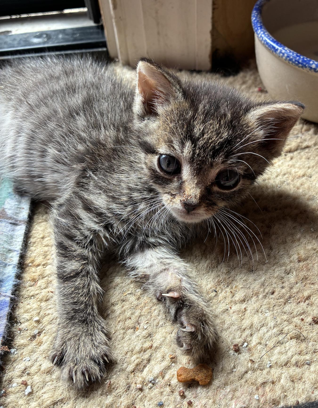 Paola, an adopted Domestic Short Hair in Bayonne, NJ image 3/4