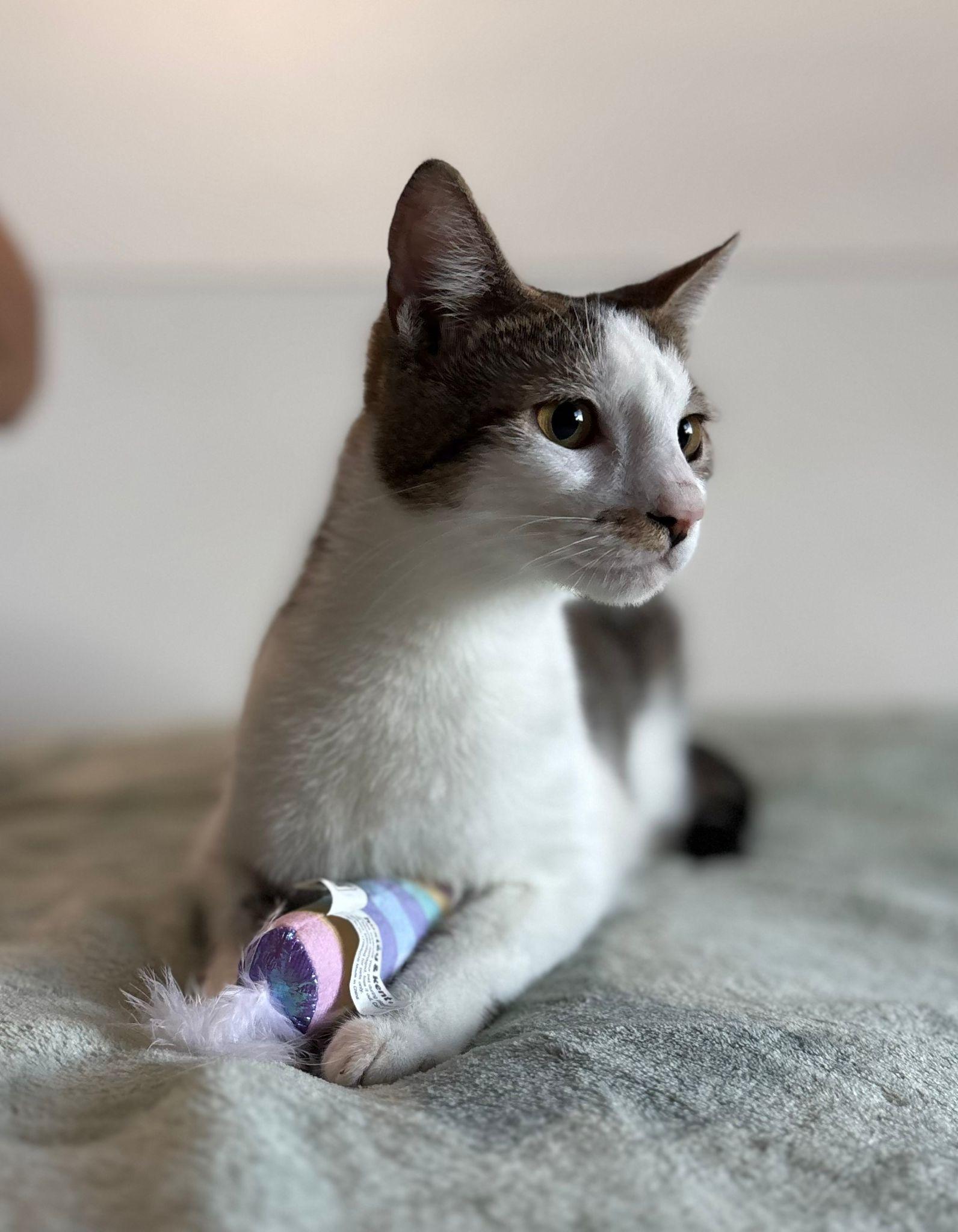 TOMMY, an adopted American Shorthair in Somerville, MA image 3/4
