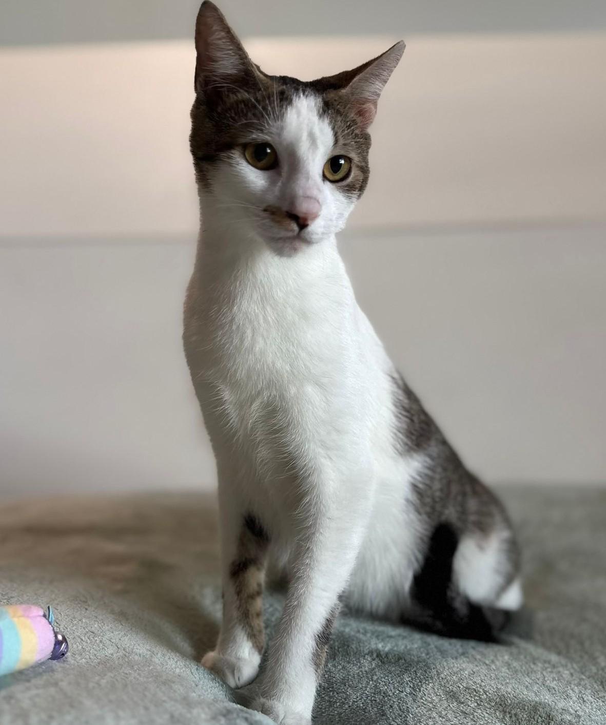 TOMMY, an adopted American Shorthair in Somerville, MA image 2/4