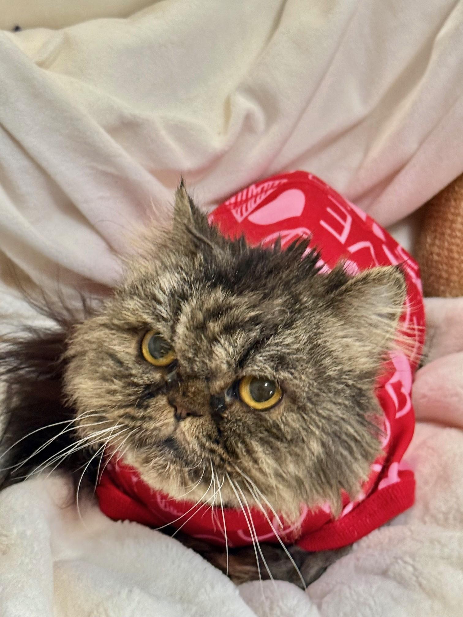 Enlarge ELISE, a ADOPTABLE Persian in Miami, FL image 1/2