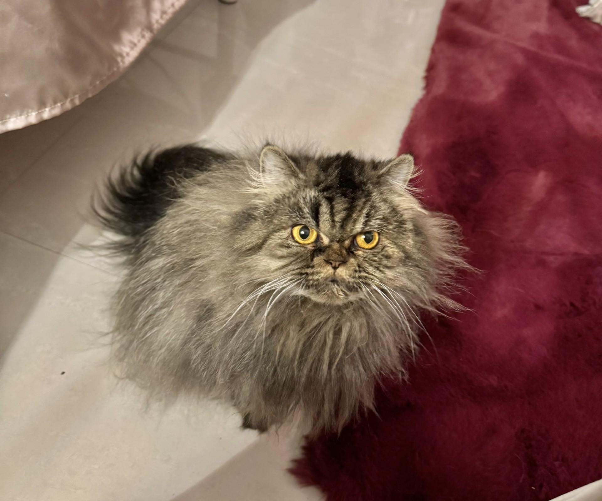 Enlarge ELISE, a ADOPTABLE Persian in Miami, FL image 2/2