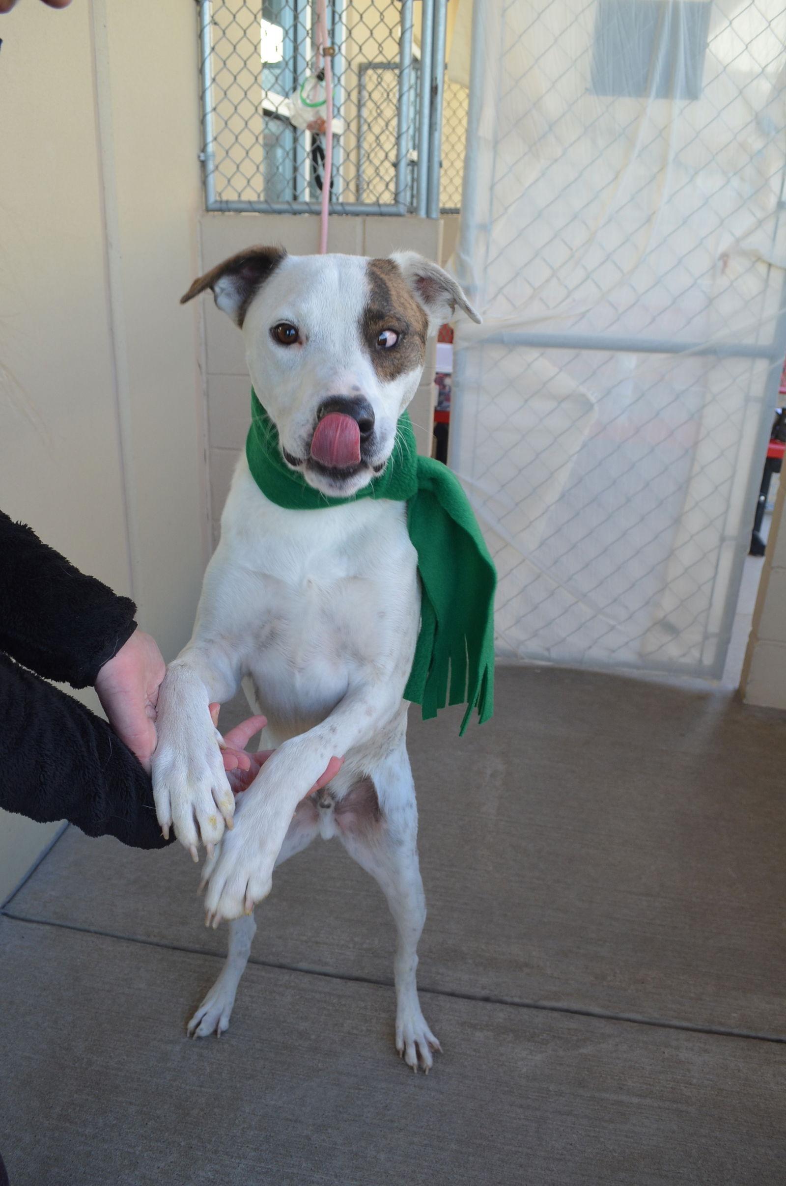 Enlarge Ramen, a Adoptable Great Pyrenees in McKinney, TX image 1/3