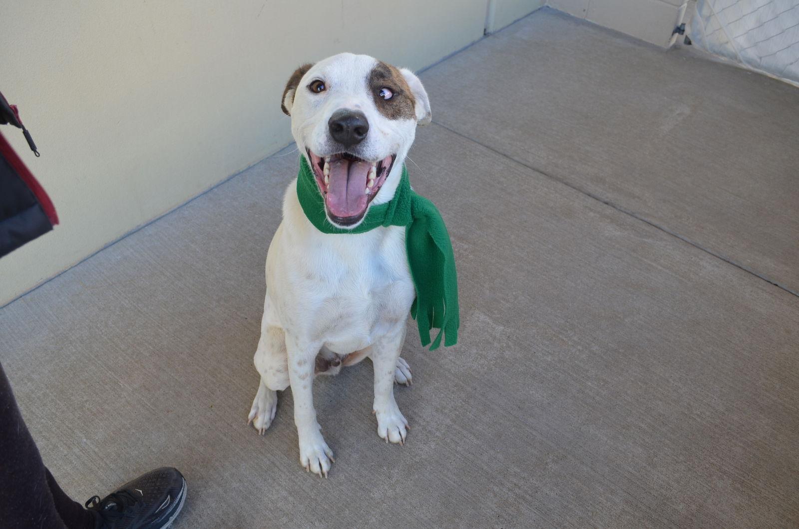 Enlarge Ramen, a Adoptable Great Pyrenees in McKinney, TX image 2/3