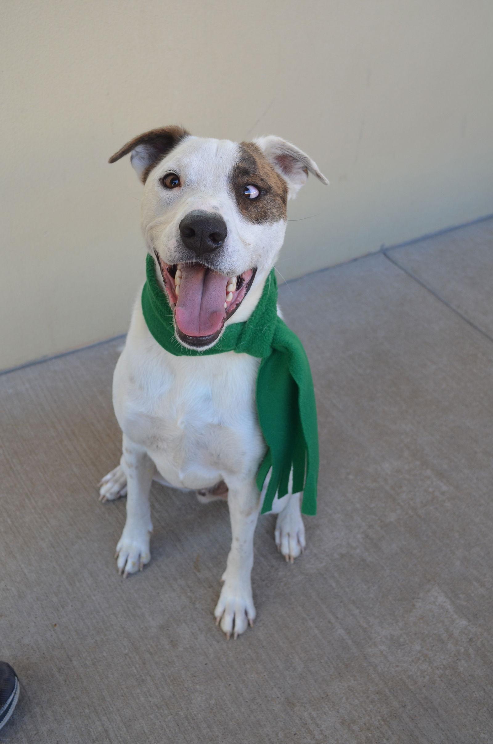 Enlarge Ramen, a Adoptable Great Pyrenees in McKinney, TX image 3/3