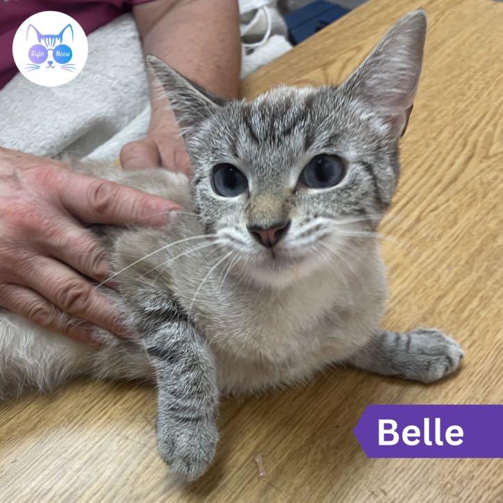 Belle (bonded with Jasmine), Adopted, Young Female Domestic Short Hair.
