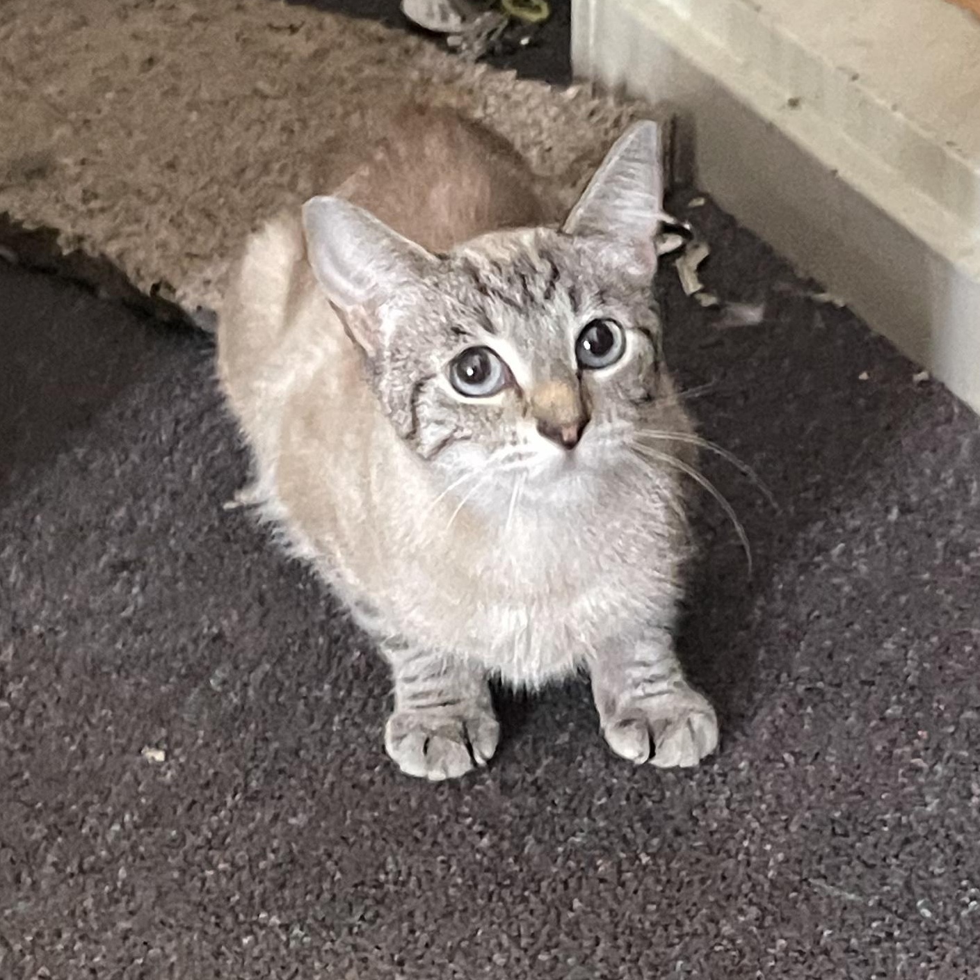 Enlarge Belle (bonded with Jasmine), a Adopted Domestic Short Hair in Penfield, NY image 3/3