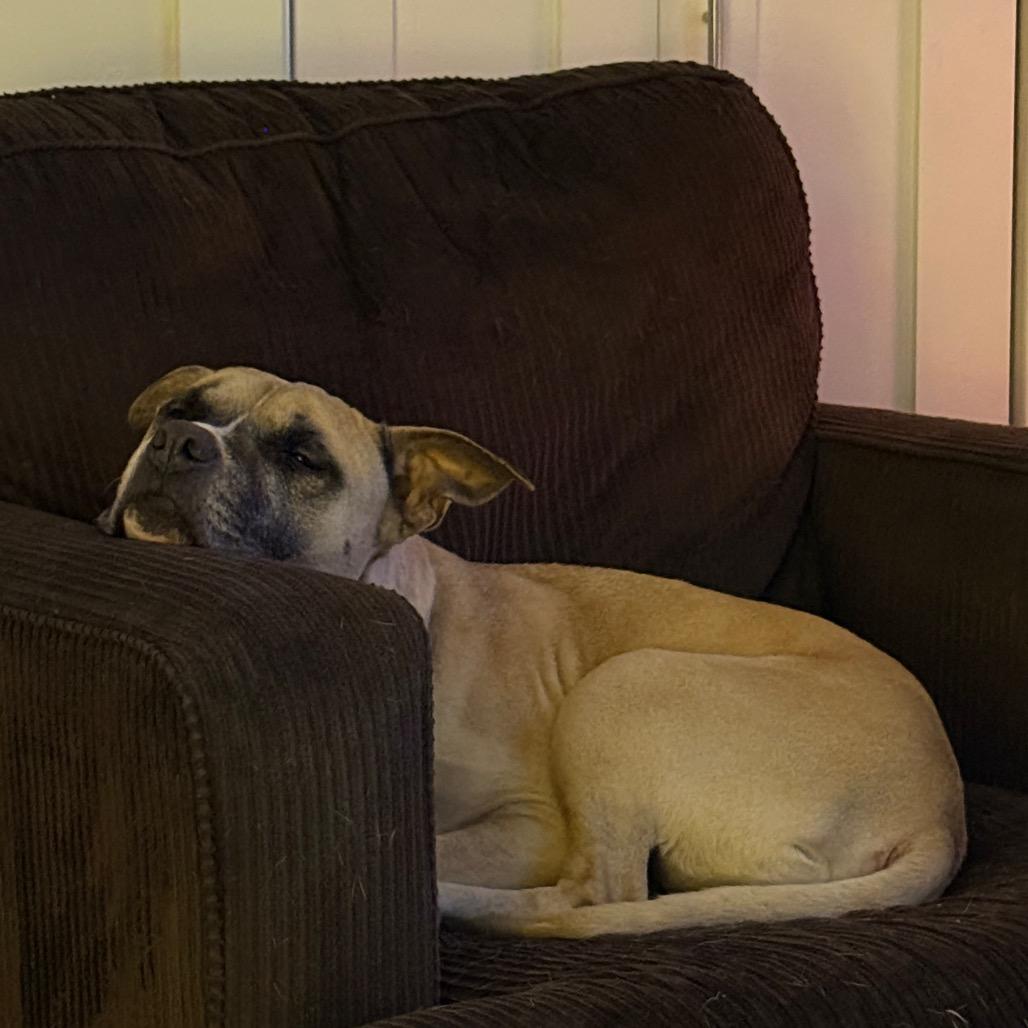 Enlarge Capone, a Adoptable Boxer in Fond Du Lac, WI image 1/2