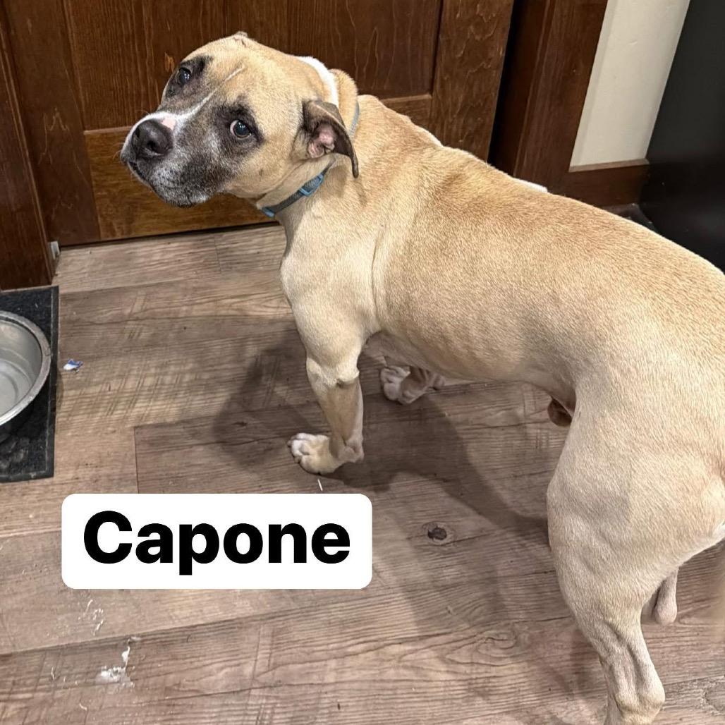 Enlarge Capone, a Adoptable Boxer in Fond Du Lac, WI image 2/2
