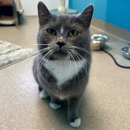 Enlarge Breeze, a Adoptable mixed breed in East Montpelier, VT image 1/3