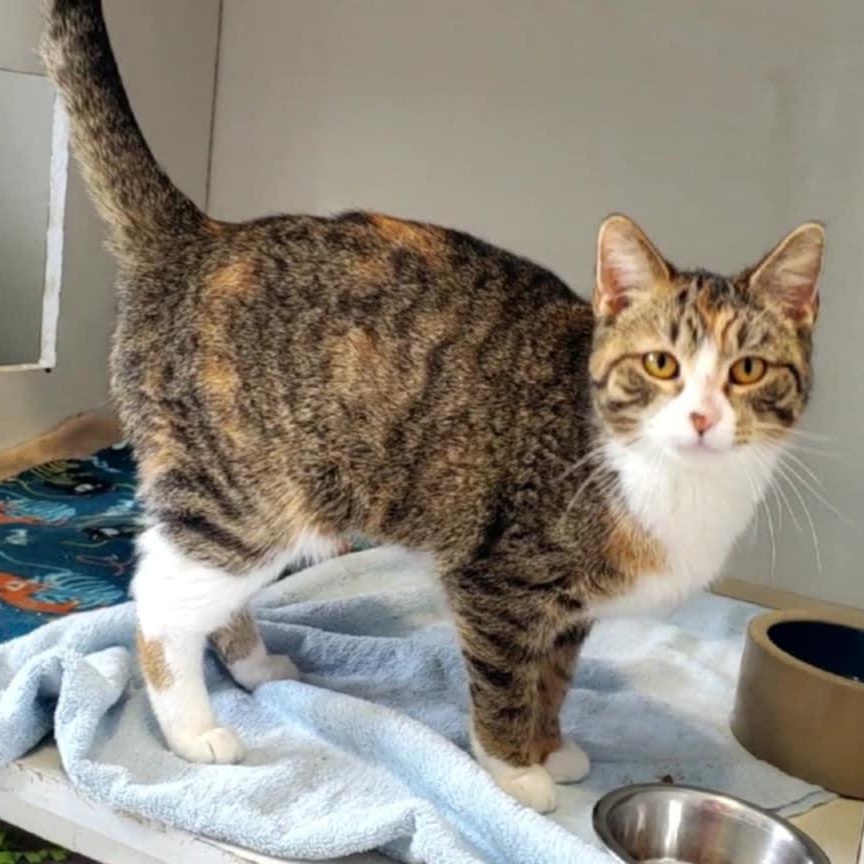 Enlarge Savvy, an adopted Domestic Short Hair in Hutchinson, MN image 2/4