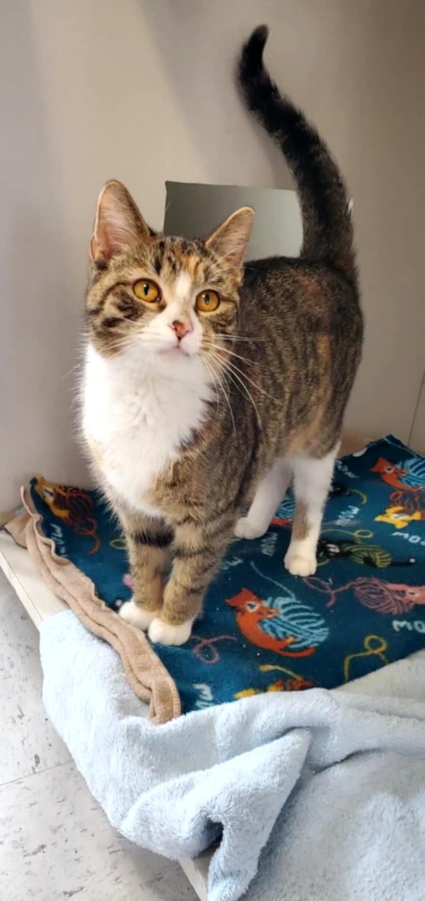 Enlarge Savvy, an adopted Domestic Short Hair in Hutchinson, MN image 4/4