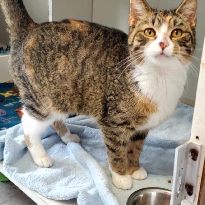 Enlarge Savvy, an adopted Domestic Short Hair in Hutchinson, MN image 3/4