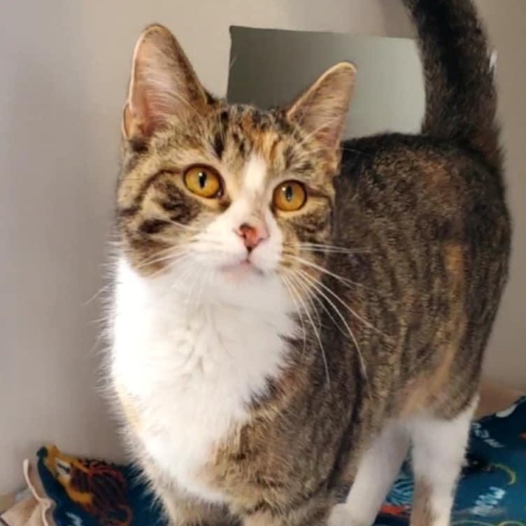 Enlarge Savvy, an adopted Domestic Short Hair in Hutchinson, MN image 1/4