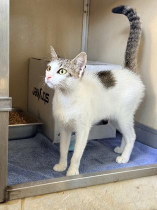 Enlarge Passenger Princess, a Adoptable mixed breed in Honolulu, HI image 1/3