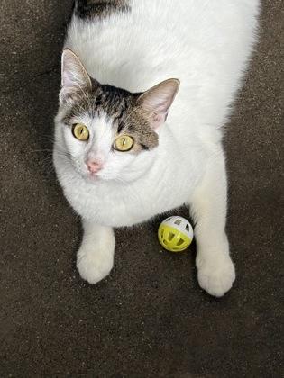 Enlarge Passenger Princess, a Adoptable mixed breed in Honolulu, HI image 2/3