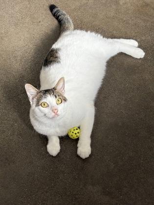 Enlarge Passenger Princess, a Adoptable mixed breed in Honolulu, HI image 3/3
