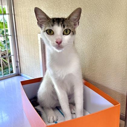 Passenger Princess, Adoptable, Adult Female Domestic Short Hair & Domestic Short Hair.
