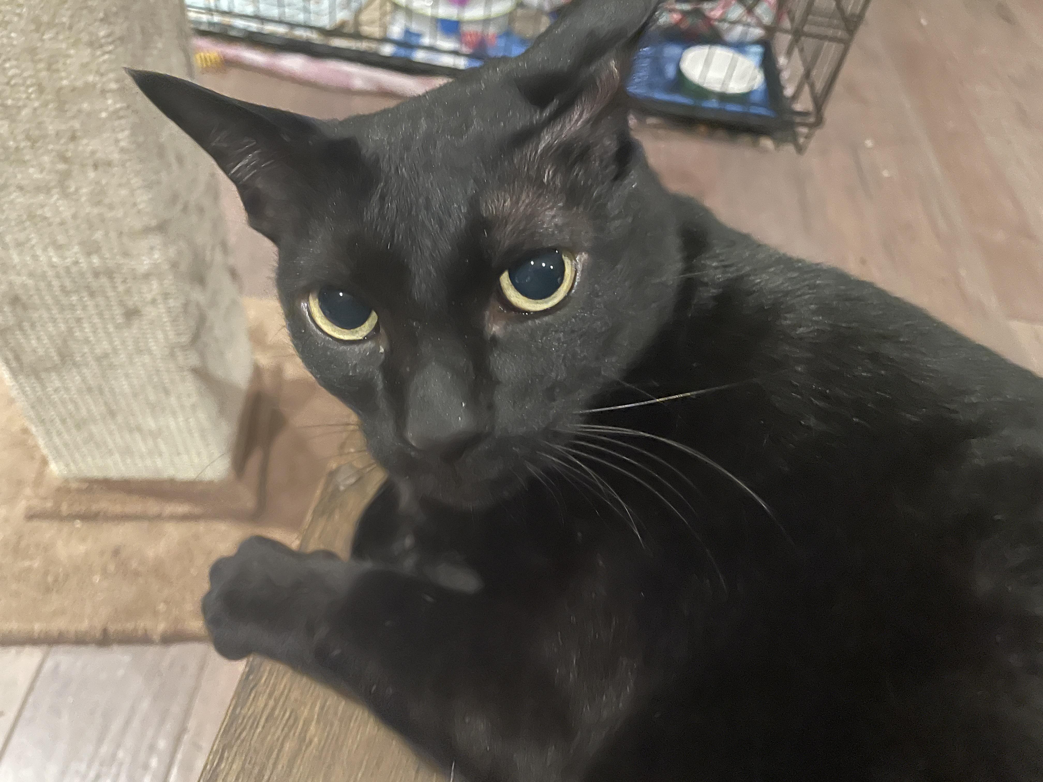 Terry, Adoptable, Adult Male Domestic Short Hair.