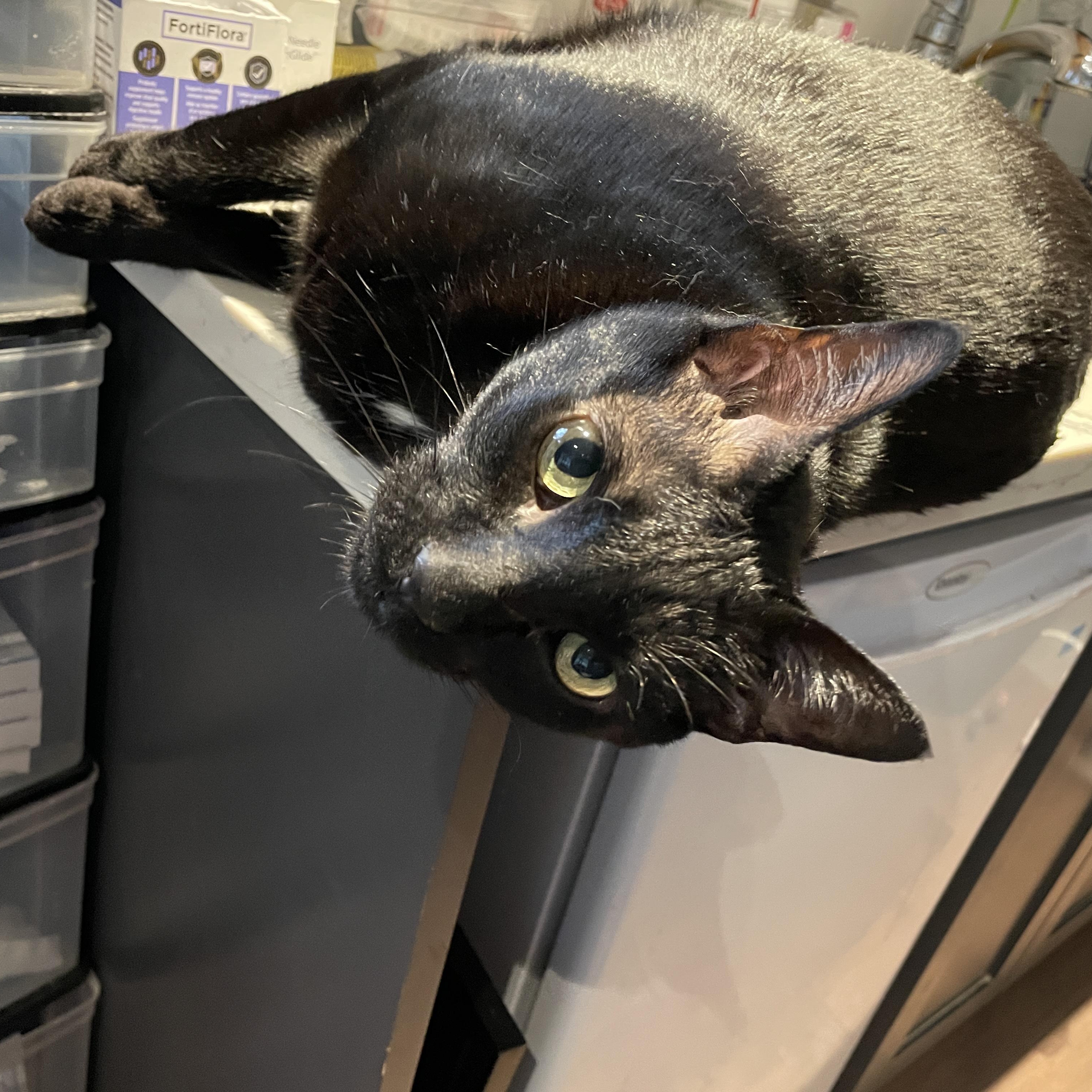 Terry, a Adoptable Domestic Short Hair in Salt Spring Island, BC image 2/5