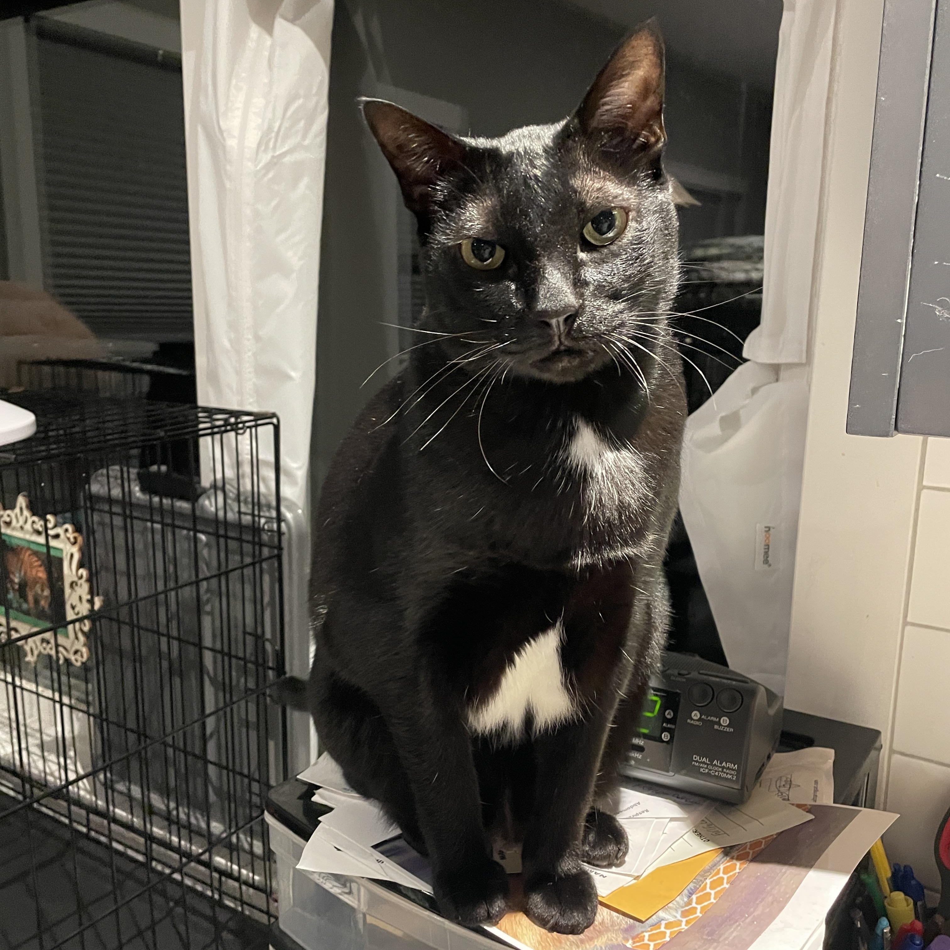 Terry, a Adoptable Domestic Short Hair in Salt Spring Island, BC image 3/5