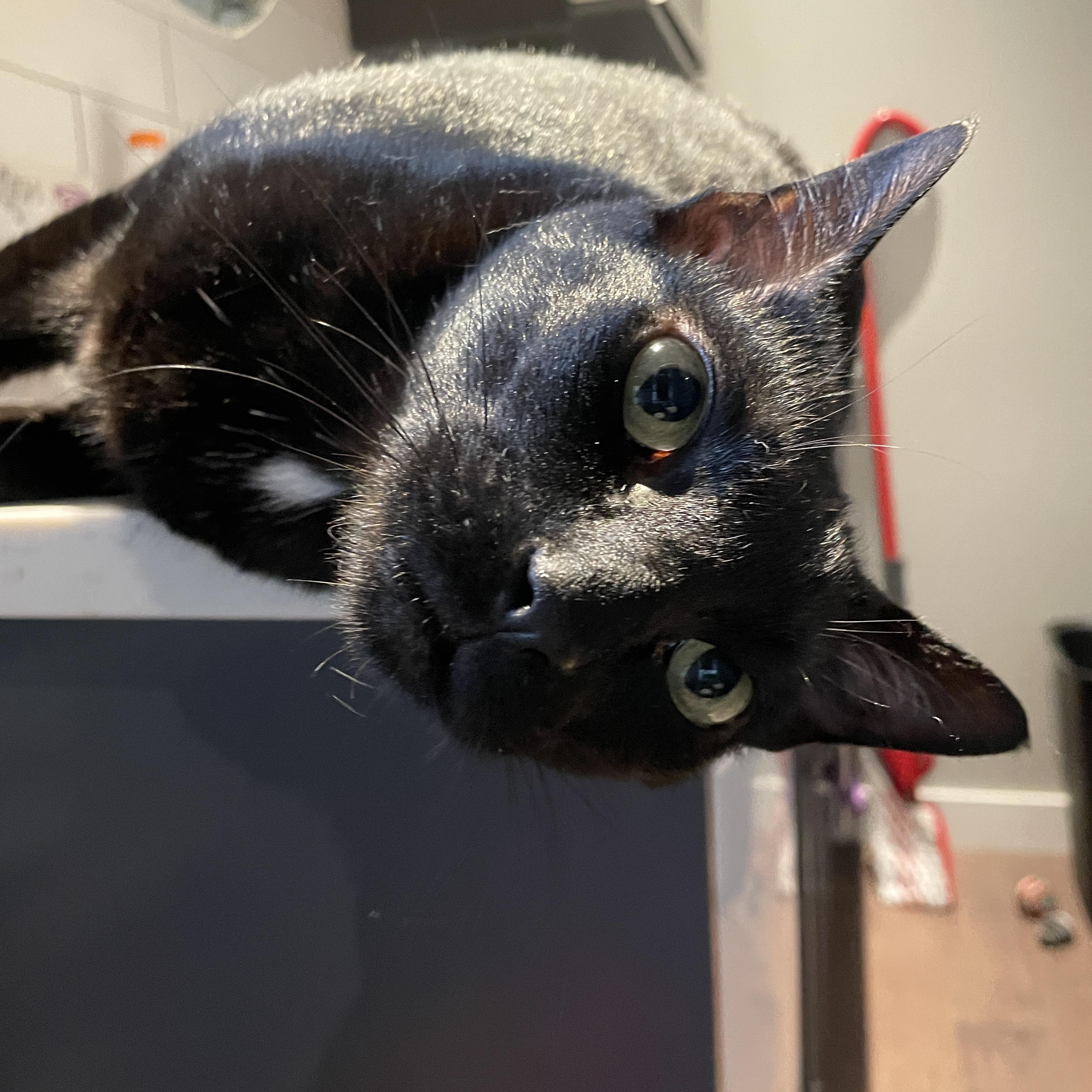 Terry, a Adoptable Domestic Short Hair in Salt Spring Island, BC image 4/5