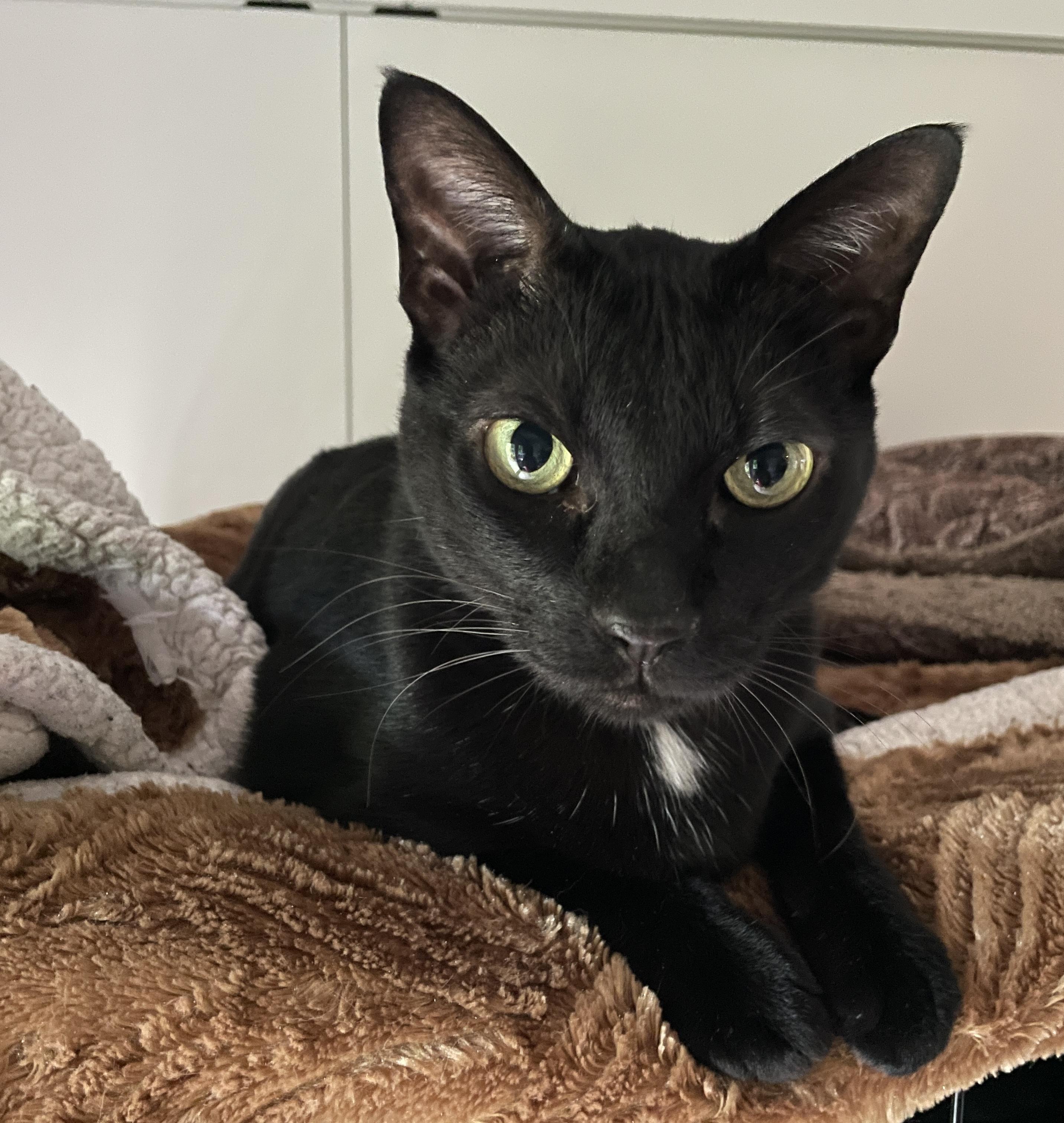 Terry, a Adoptable Domestic Short Hair in Salt Spring Island, BC image 5/5