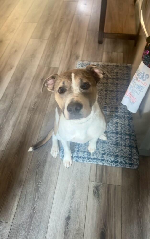 Kylo (Tonkawa), Adoptable, Young Male Pit Bull Terrier.