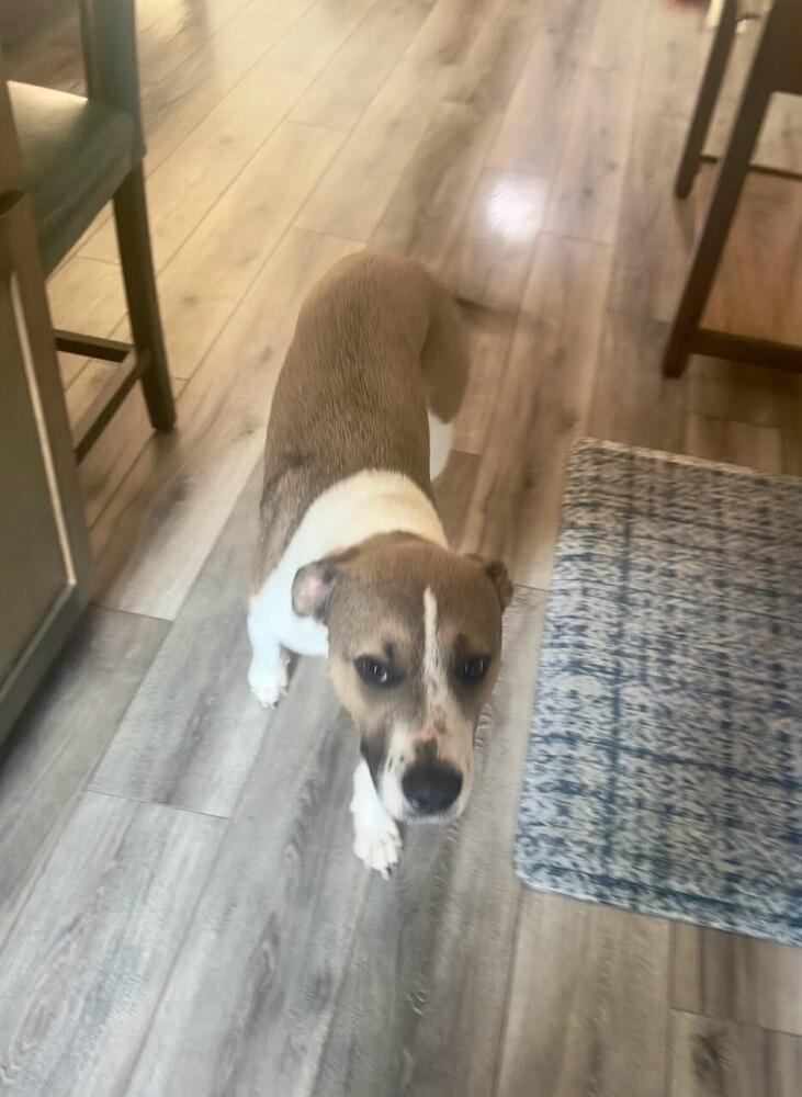 Enlarge Kylo (Tonkawa), a Adoptable Pit Bull Terrier in Deerfield, WI image 2/6