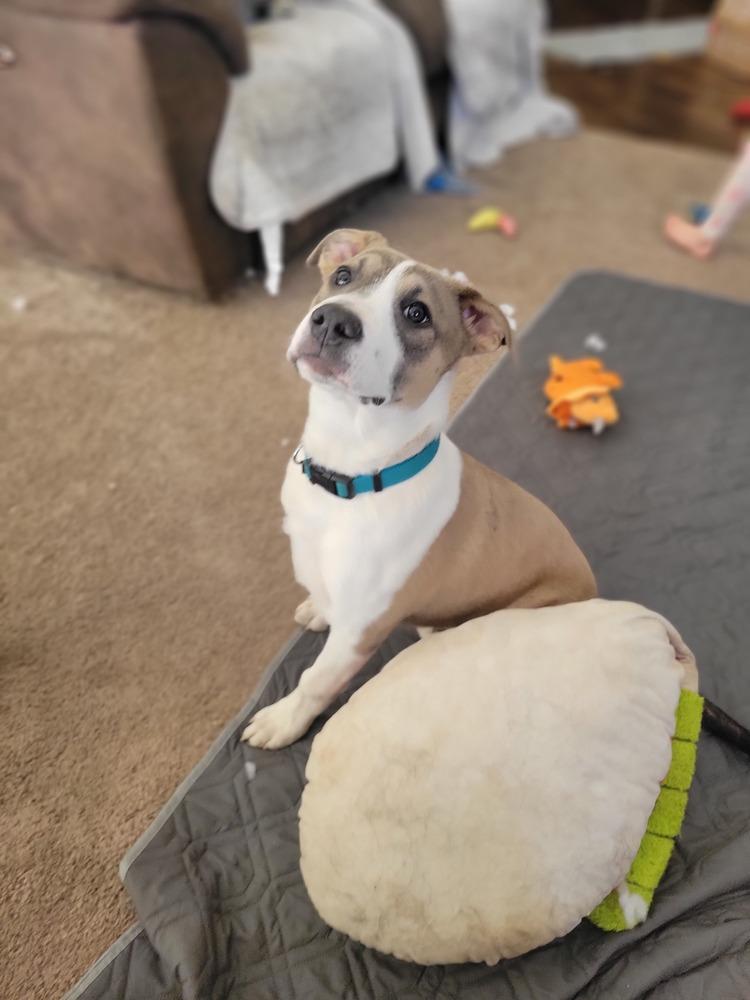 Enlarge Kylo (Tonkawa), a Adoptable Pit Bull Terrier in Deerfield, WI image 3/6