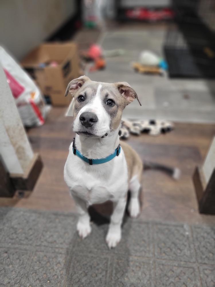 Enlarge Kylo (Tonkawa), a Adoptable Pit Bull Terrier in Deerfield, WI image 4/6