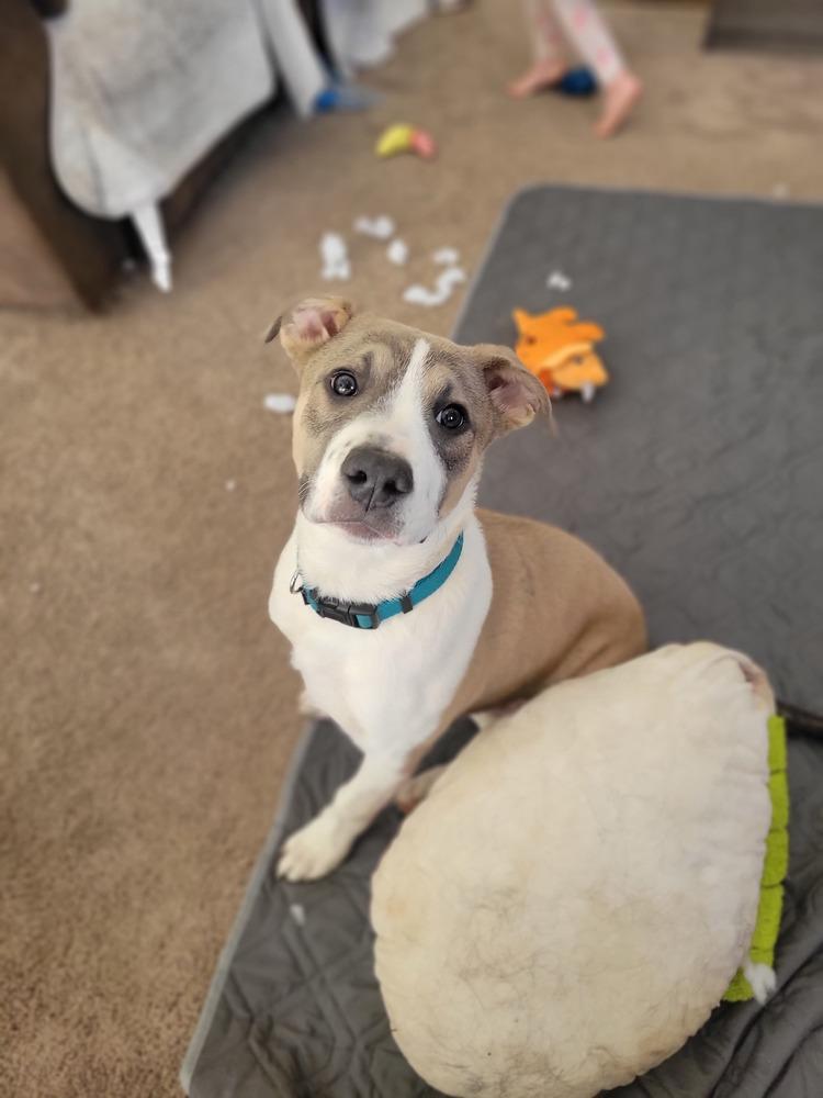 Enlarge Kylo (Tonkawa), a Adoptable Pit Bull Terrier in Deerfield, WI image 5/6