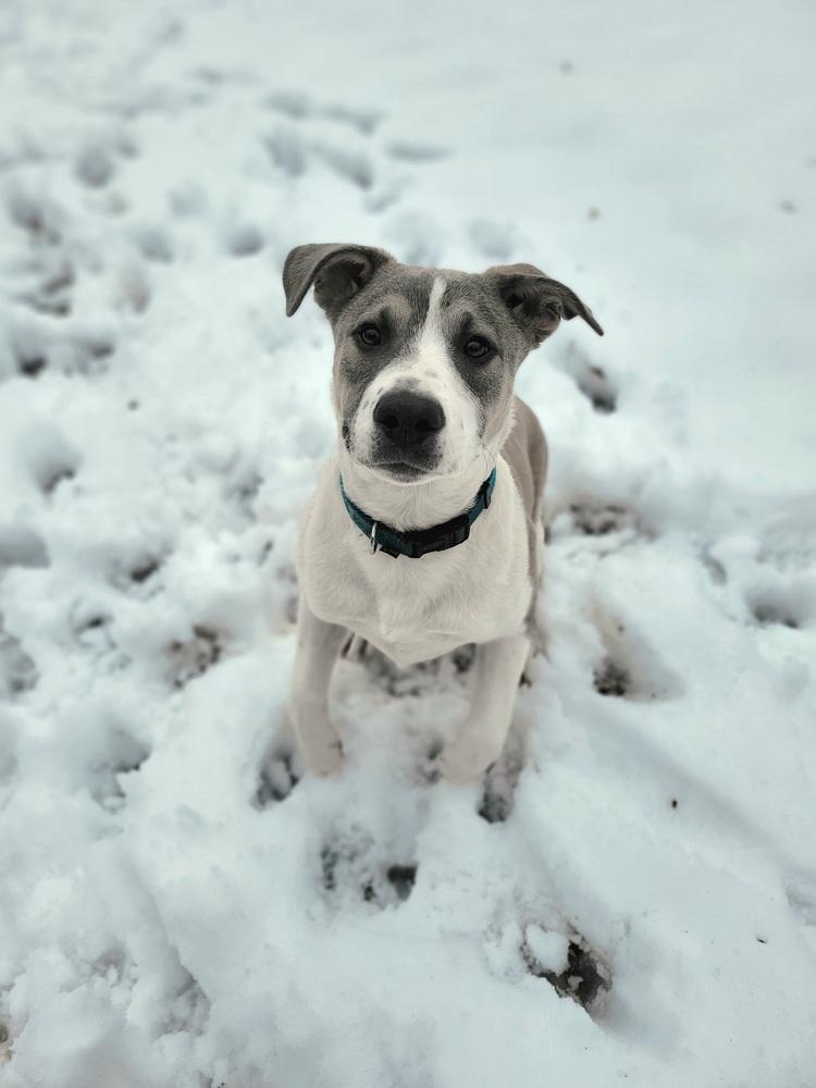 Enlarge Kylo (Tonkawa), a Adoptable Pit Bull Terrier in Deerfield, WI image 6/6