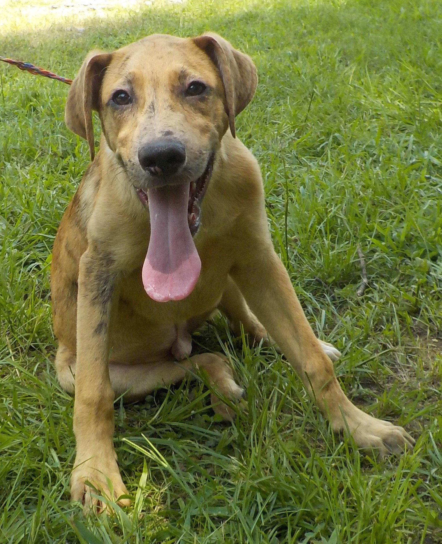 Enlarge 260791  Buzz, a Adoptable mixed breed in Wetumpka, AL image 1/3