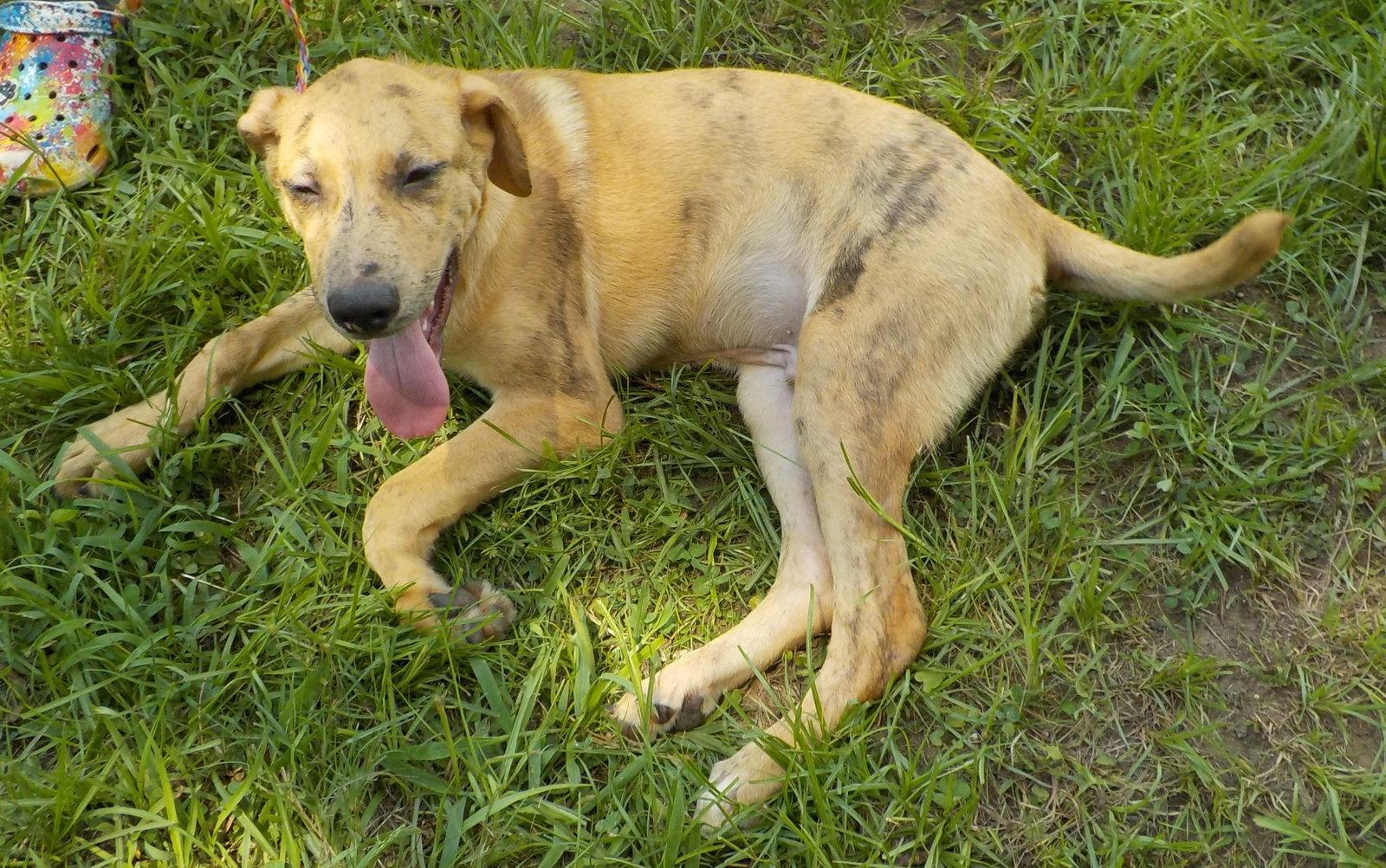 Enlarge 260791  Buzz, a Adoptable mixed breed in Wetumpka, AL image 2/3