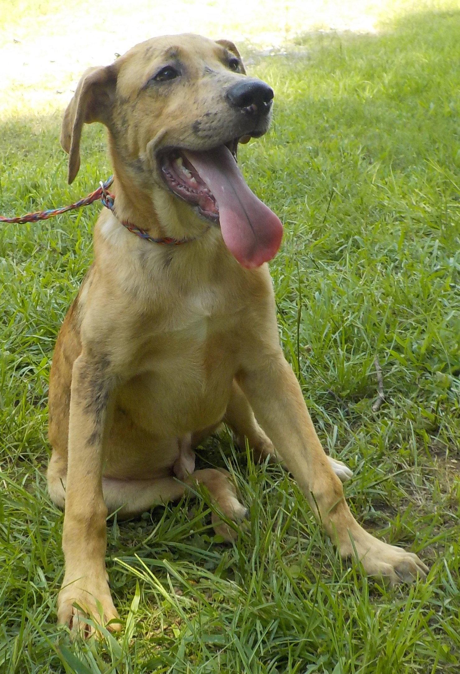 Enlarge 260791  Buzz, a Adoptable mixed breed in Wetumpka, AL image 3/3