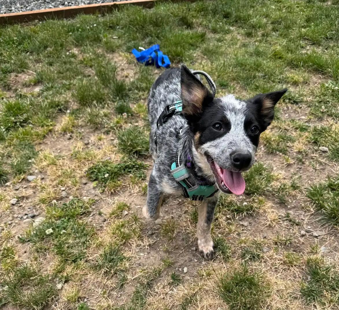 Enlarge Betty, a Adopted Australian Cattle Dog / Blue Heeler in Oakville, WA image 2/5