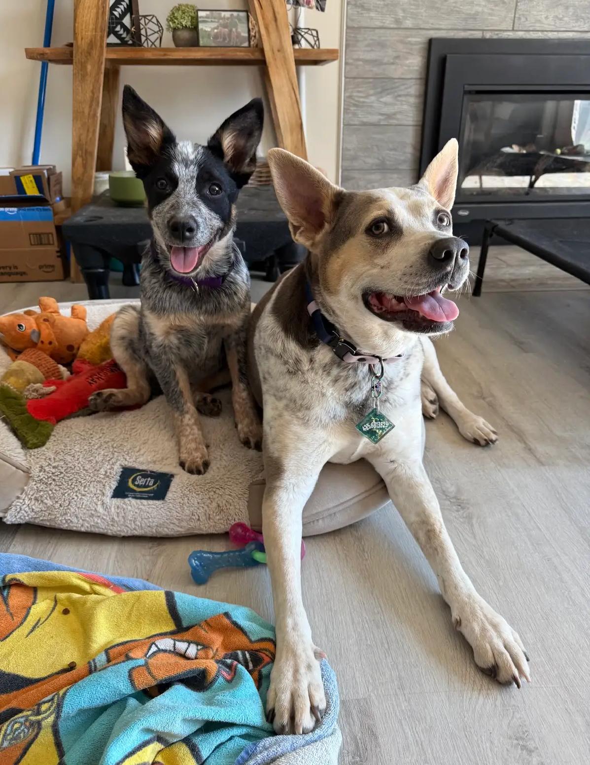 Enlarge Betty, a Adopted Australian Cattle Dog / Blue Heeler in Oakville, WA image 3/5