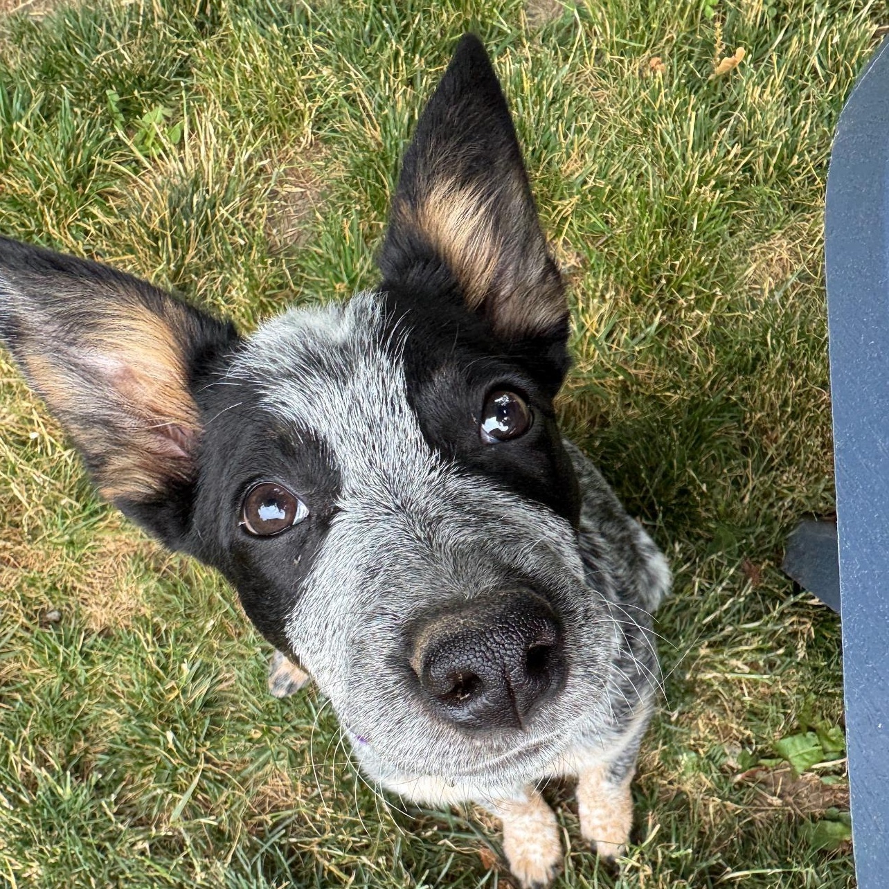 Enlarge Betty, a Adopted Australian Cattle Dog / Blue Heeler in Oakville, WA image 1/5