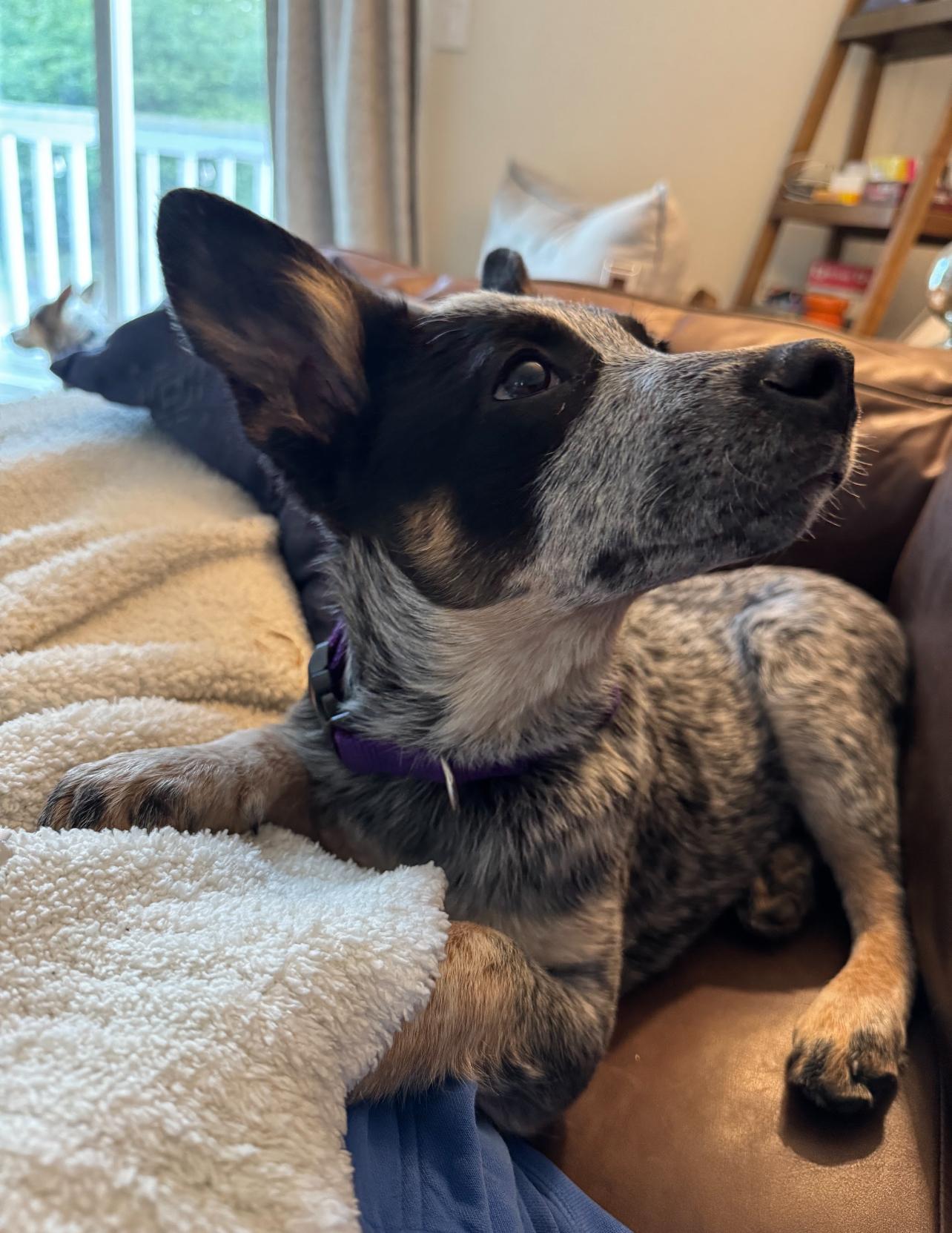 Enlarge Betty, a Adopted Australian Cattle Dog / Blue Heeler in Oakville, WA image 4/5